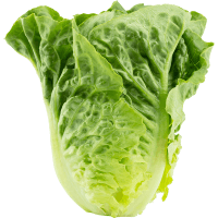Cos Lettuce (ea)