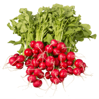 Radishes (6pk)