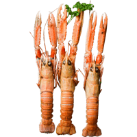 Whole Langoustine 12/15 (1kg)